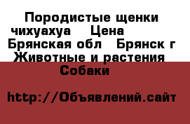 Породистые щенки чихуахуа  › Цена ­ 8 000 - Брянская обл., Брянск г. Животные и растения » Собаки   